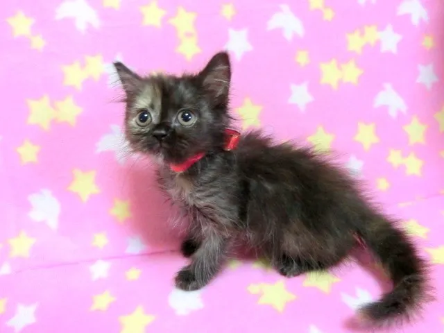 ID:1405-00098の子猫