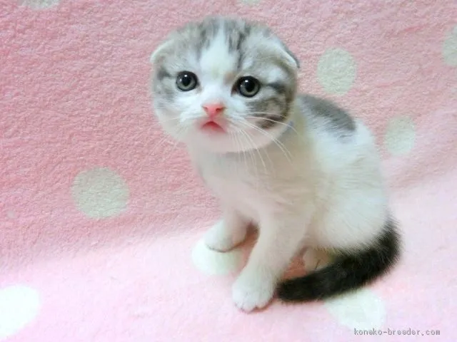 ID:2002-00178の子猫