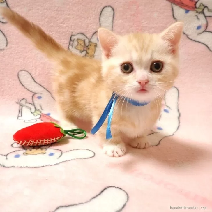 ID:2503-02710の子猫
