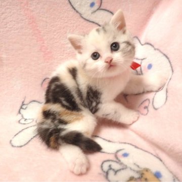 マンチカン(長足)【広島県・女の子・2025年2月10日・キャリコ（ショート）】の写真「きれいな毛色の女の子です💗」