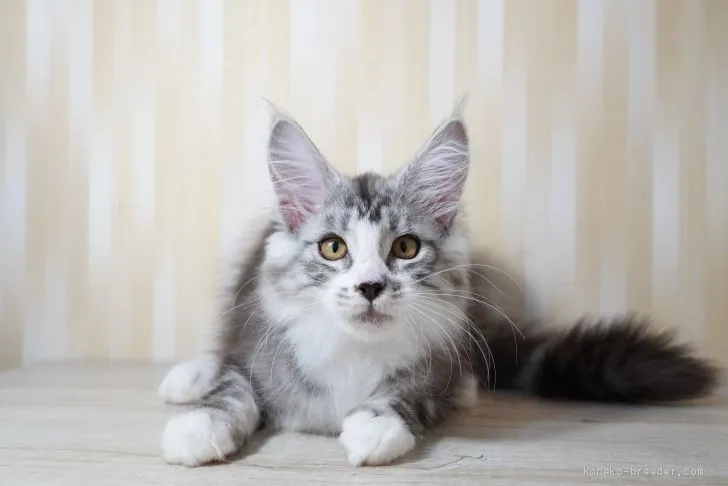 ID:2004-00766の子猫