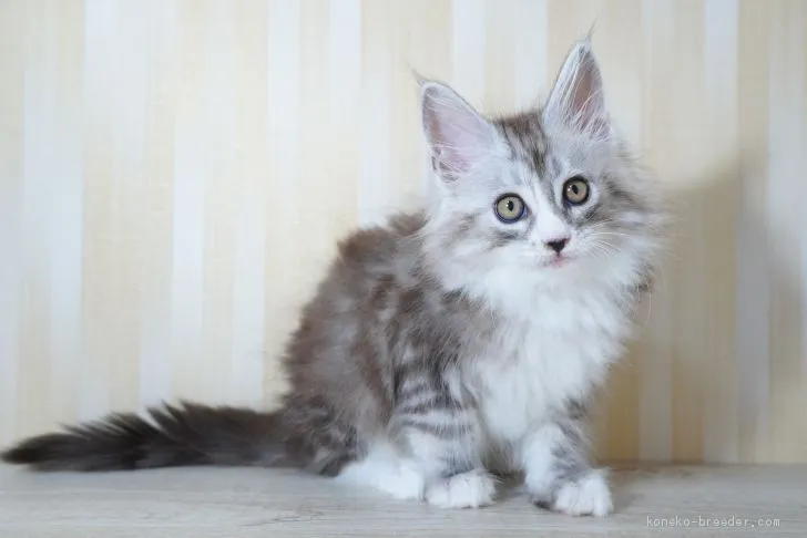 ID:2010-00726の子猫