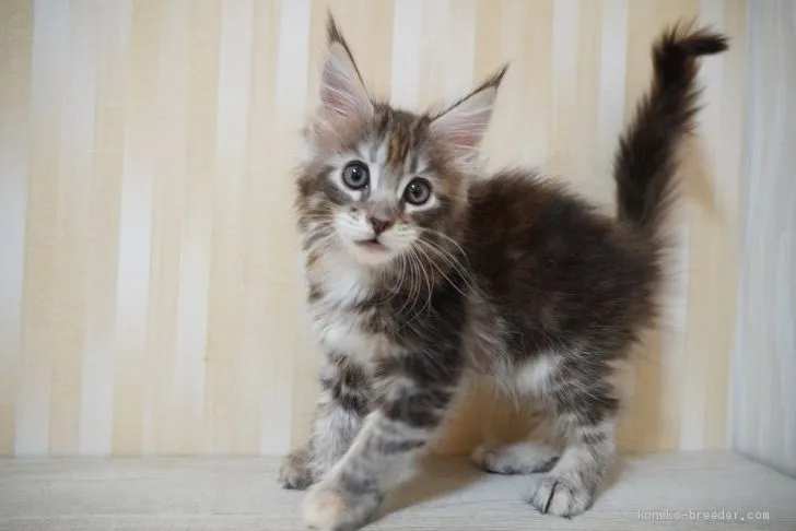 ID:2009-01924の子猫
