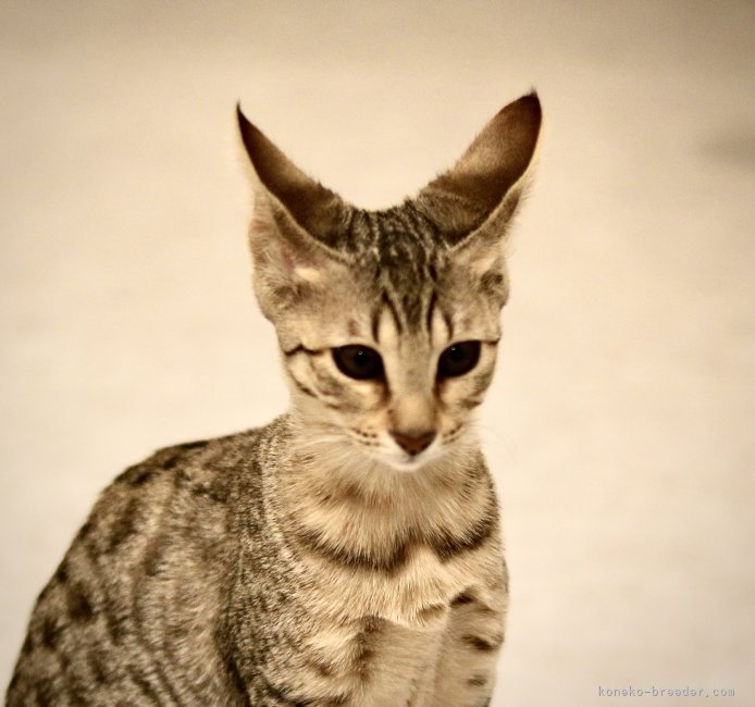 飼いやすいイエネコでありながら、このワイルドさ！ギャップがたまりません｜鴨志田　涼子(かもした　りょうこ)ブリーダー(茨城県・サバンナキャットなど・GCU、アクトキャットクラブ登録)の紹介写真9