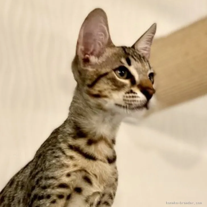 ID:2308-00909の子猫