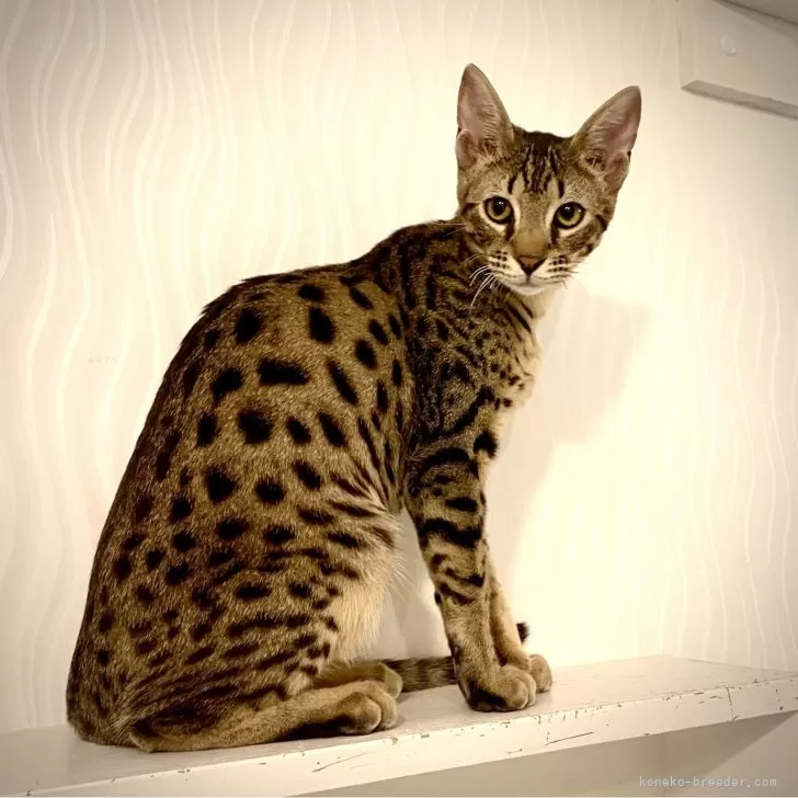 ID:2503-00103の子猫
