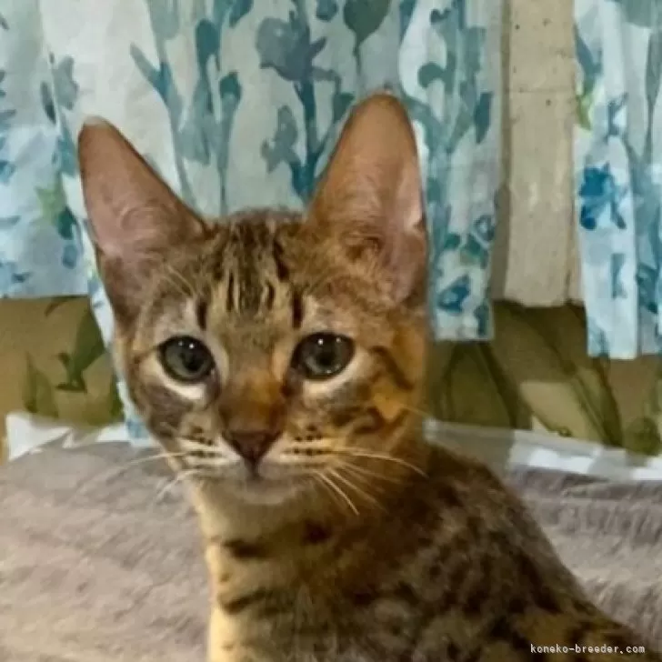ID:2502-02111の子猫