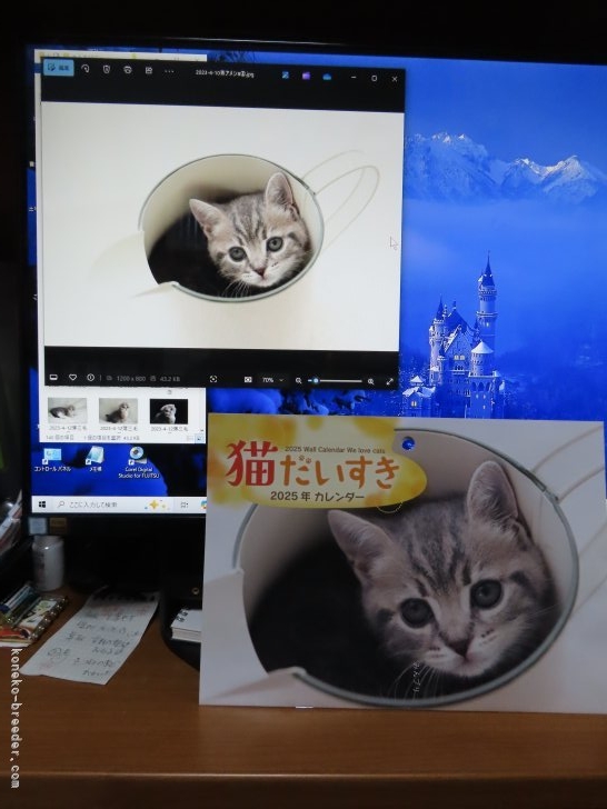 鈴木さとみブリーダーのブログ：子猫の写真がカレンダーになりました(^▽^)