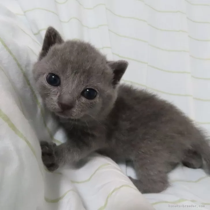 ID：2410-03221の子猫