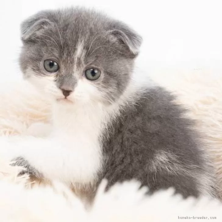 ID:2404-00744の子猫