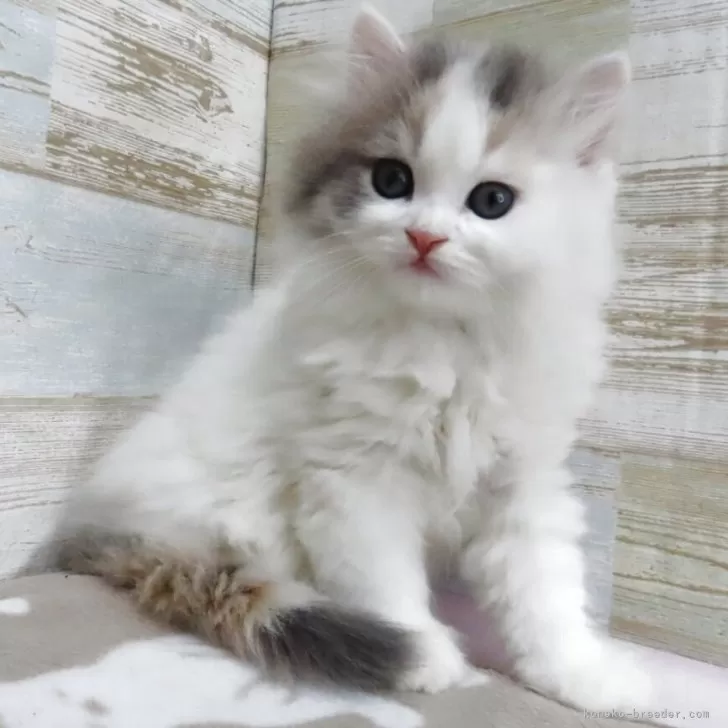 ID:2503-02879の子猫