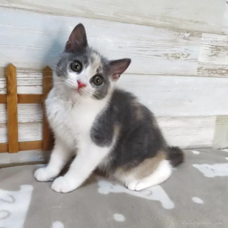 ID:2504-03059の子猫