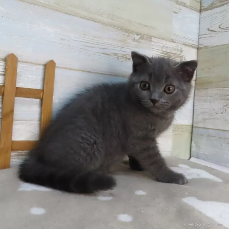 ID:2504-03082の子猫