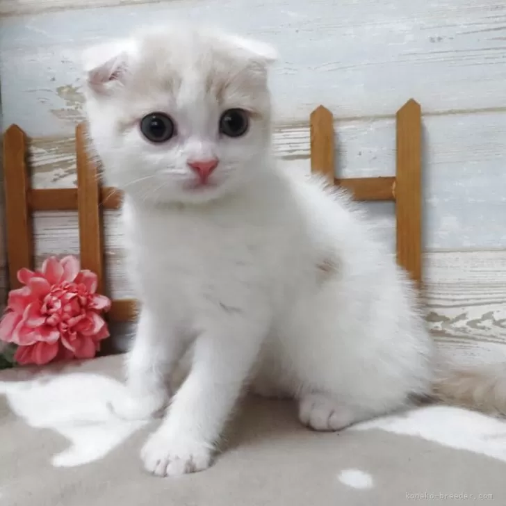ID:2504-03070の子猫