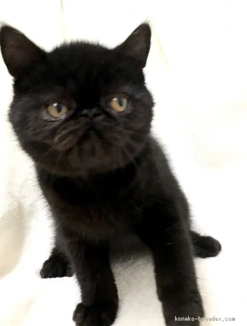 ID:2009-01820の子猫
