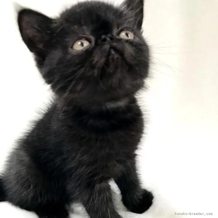 ID:2208-01366の子猫