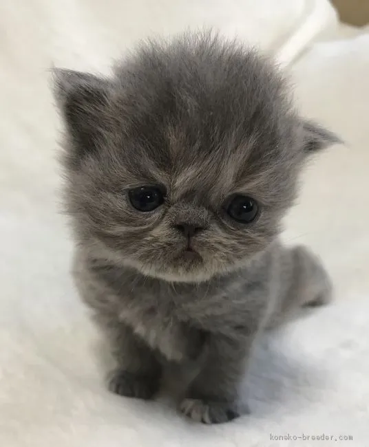 ID:2004-00974の子猫