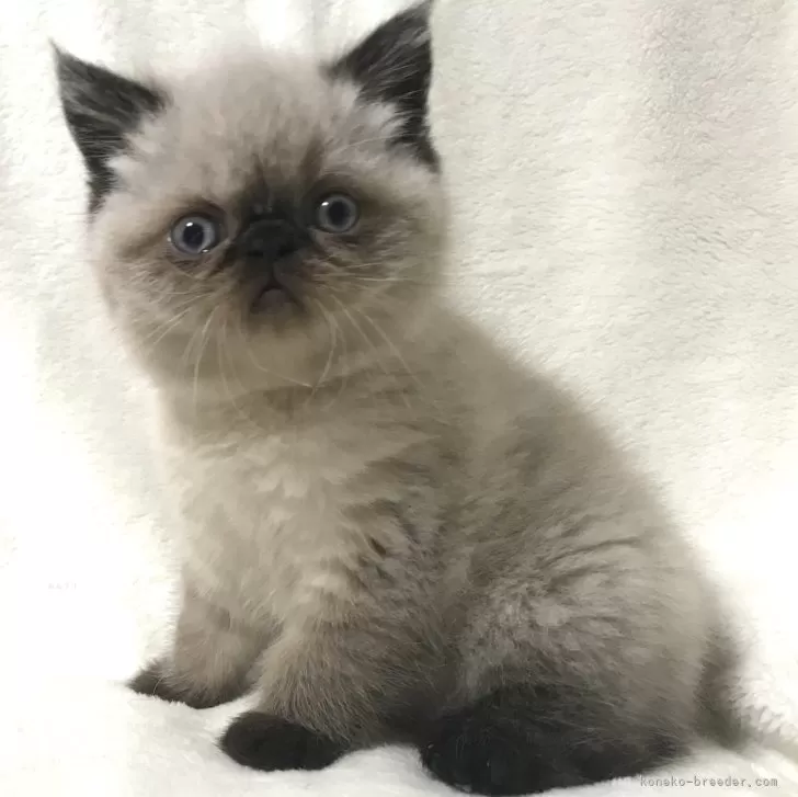 ID：2406-02081の子猫