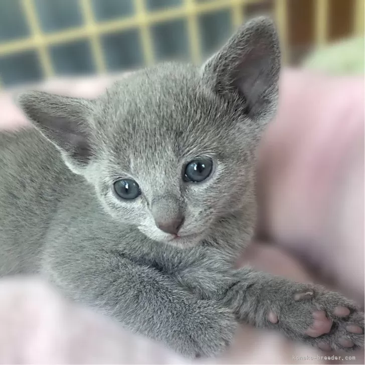 ID:2405-01083の子猫