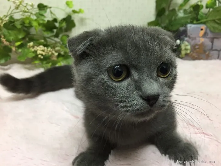 マンチカン(短足)【神奈川県・男の子・2018年9月29日・ブルー】の写真1