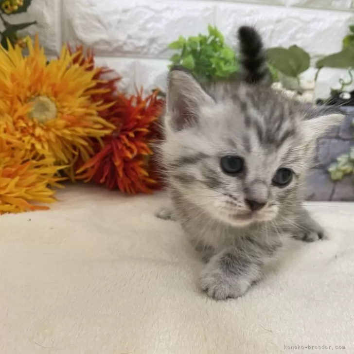 カレン 様のお迎えした子猫