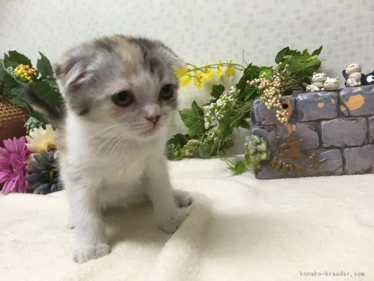 スコティッシュフォールド(折れ耳)【神奈川県・女の子・2018年3月22日・キャリコ】の写真1