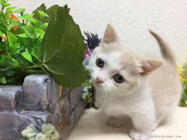 マンチカン(短足)【神奈川県・男の子・2019年4月13日・クリーム&amp;ホワイト】の写真1