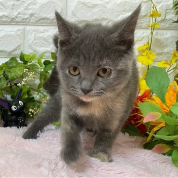 マンチカン(長足)【神奈川県・女の子・2023年6月24日・ブルークリーム】の写真「可愛いおてんばちゃん」