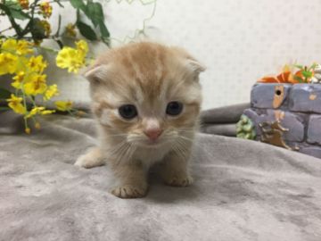 マンチカン(短足)【神奈川県・男の子・2019年11月19日・レッドタビー】の写真「まるまるくん」