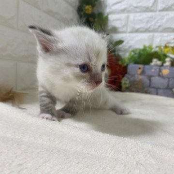 マンチカン(長足)【神奈川県・女の子・2024年8月10日・シールポイント（ショートヘアー）】の写真「可愛いおてんばちゃん」