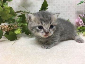 マンチカン【神奈川県・女の子・2016年12月29日・ブルータビー】の写真「ふわふわの女の子です(短足）」