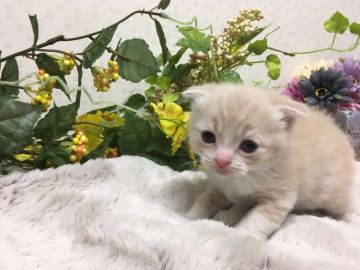 マンチカン【神奈川県・男の子・2017年11月20日・クリームタビー&ホワイト】の写真「ハンサム君　　（長足）」