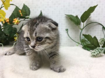 マンチカン【神奈川県・女の子・2017年4月5日・ブラウンタビー    (長足)】の写真「美人さんの綺麗な仔です。」