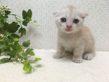 マンチカン(短足)【神奈川県・男の子・2018年7月19日・クリームタビー】の写真「ほわほわ男の子」