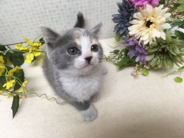 マンチカン(長足)【神奈川県・女の子・2018年1月22日・ダイリュートキャリコ（短毛）】の写真「性格の良い美人さん」