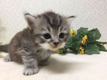 マンチカン(長足)【神奈川県・男の子・2018年9月8日・ブラウンスモーク】の写真「ころころまんまる男の子」