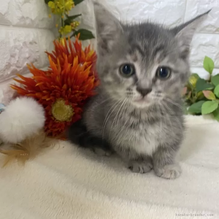 まる 様のお迎えした子猫