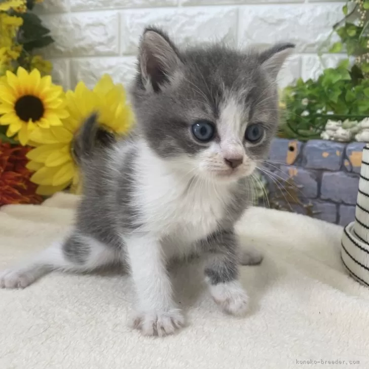m.s 様のお迎えした子猫