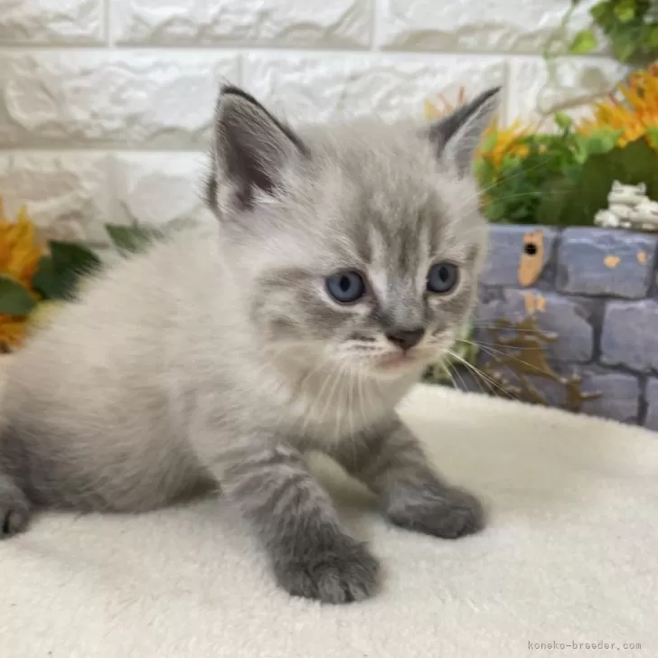 ID:2504-03643の子猫