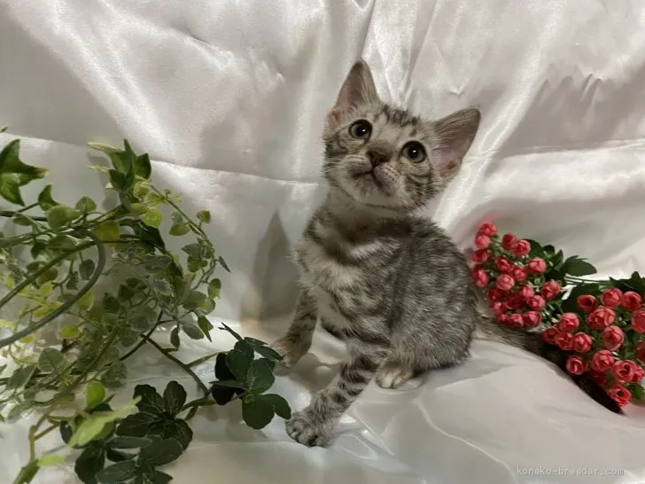 ID:2008-01900の子猫