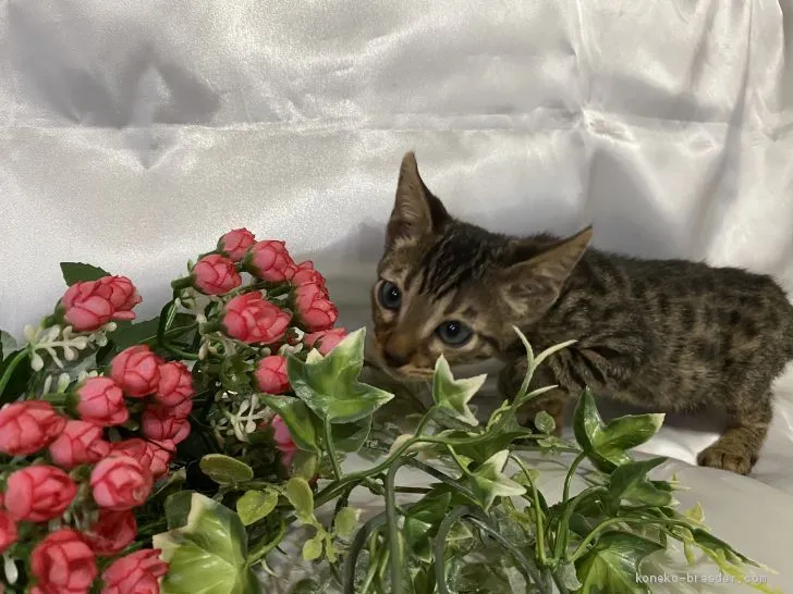 ID:2008-01812の子猫