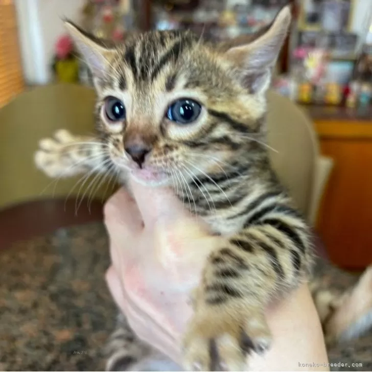 ID:2406-00167の子猫