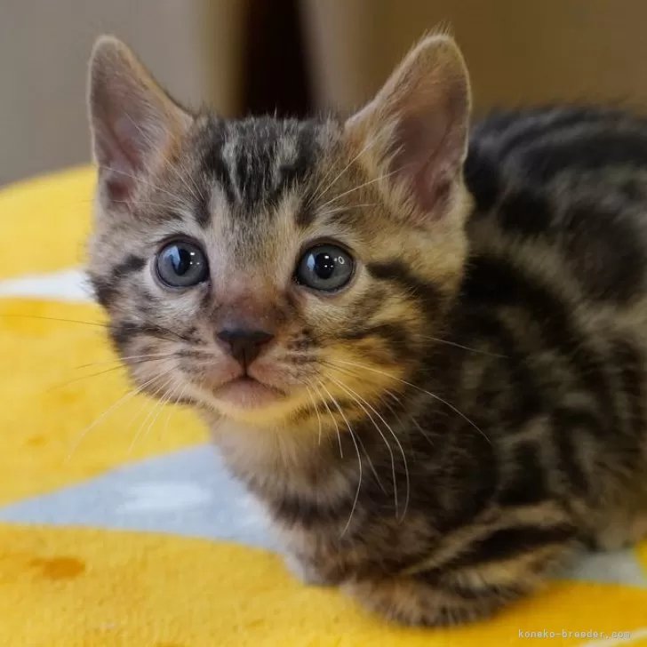 ID:2411-01658の子猫