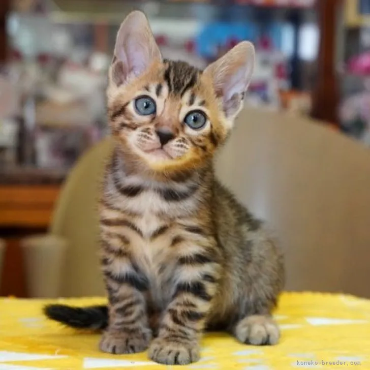 ID:2307-02464の子猫