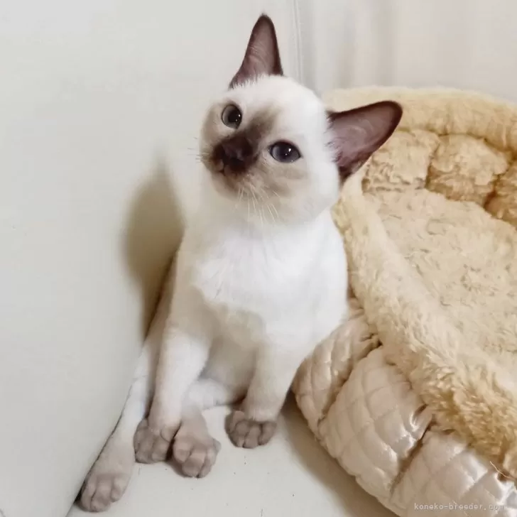 Blue 様のお迎えした子猫