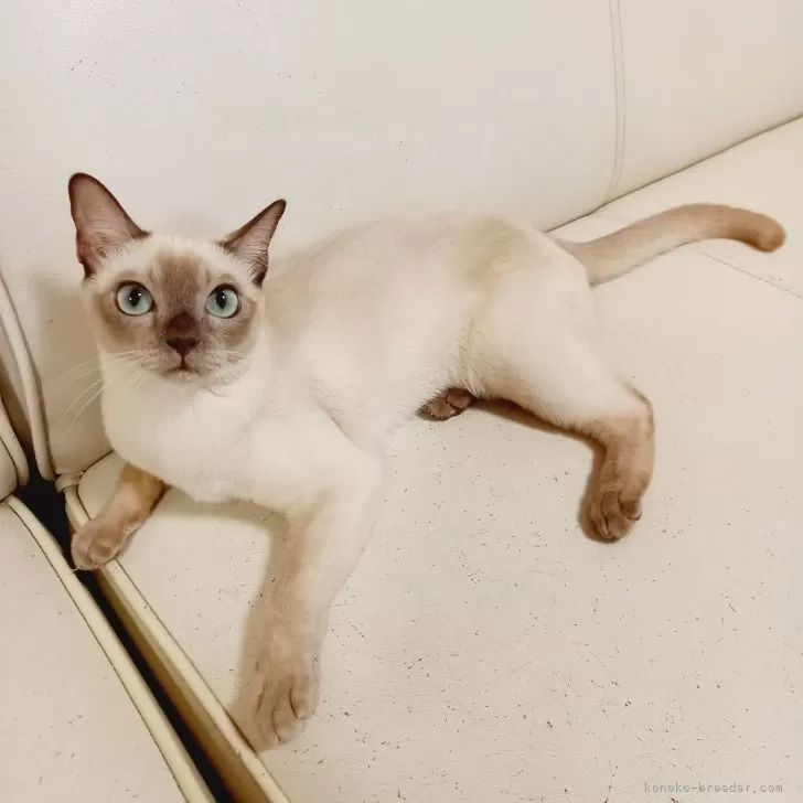 ID：2412-02859の子猫