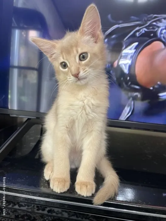 ID:2205-02501の子猫