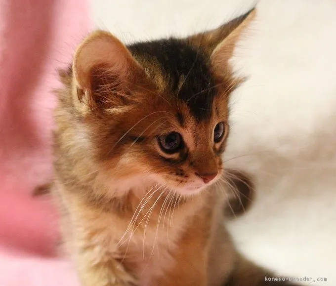 ID:1706-00664の子猫