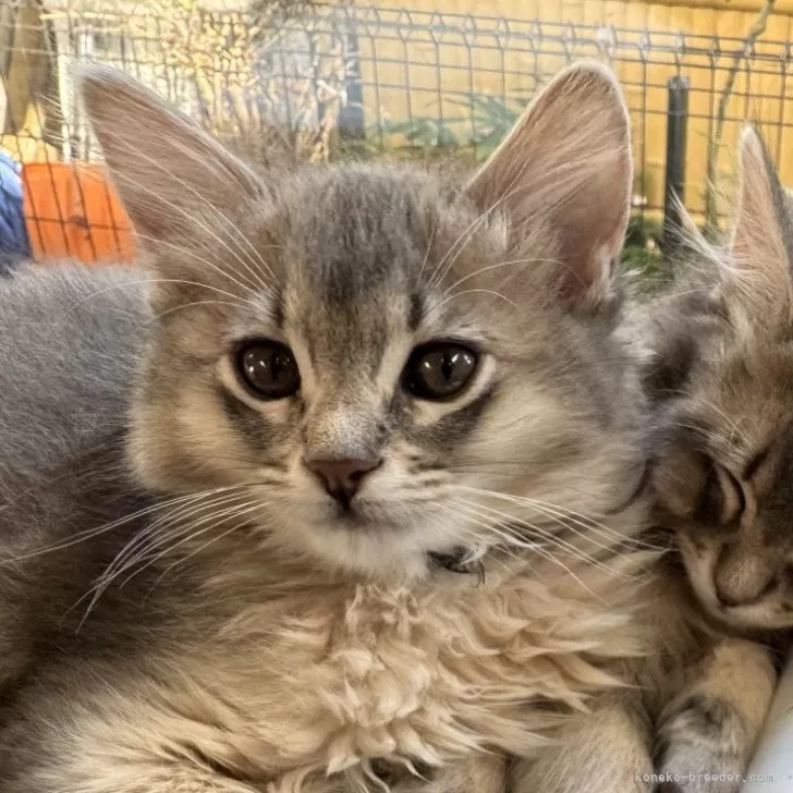 ID:2502-01495の子猫