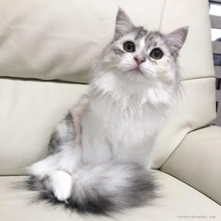 ID：2210-02698の子猫